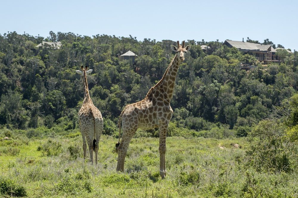 Kariega Game Reserve Settlers Drift Alexandria  Екстериор снимка