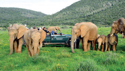 Kariega Game Reserve Settlers Drift Alexandria  Екстериор снимка